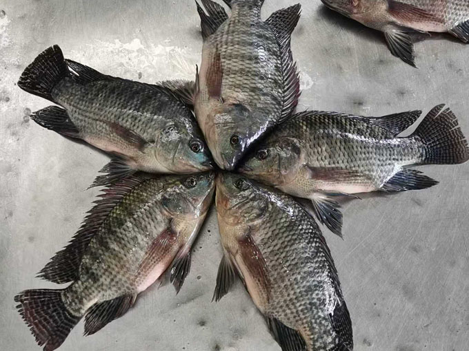 Frozen Whole Round Tilapia