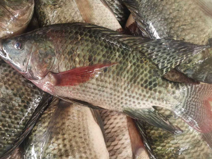 With the support of halal certification, China's frozen poultry meat is expandin