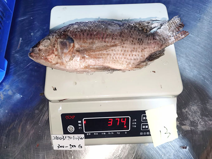 Frozen Tilapia Gutted And Scaled